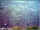 foto Lago e Bivacco Tzan